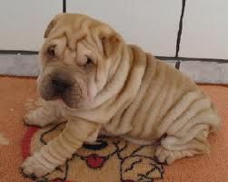 Sharpei